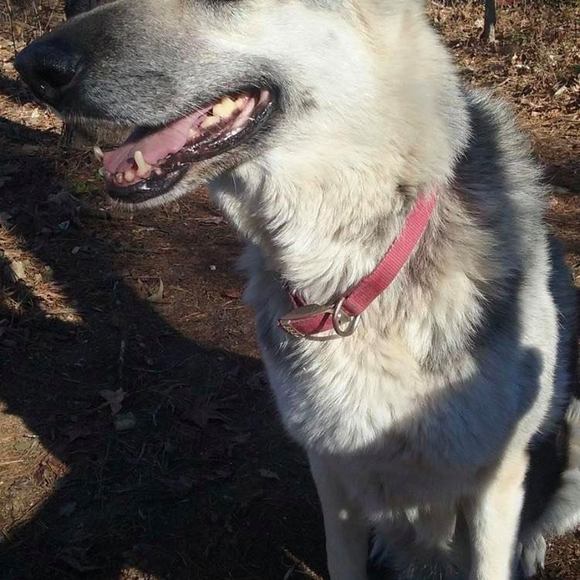 Meet your Posher, Steven - Picture 1 of 1